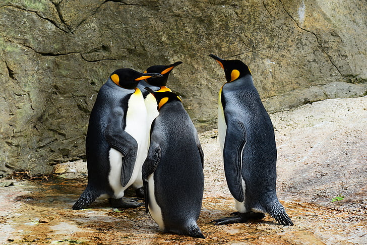 king penguin, penguins, group of penguins, bird, wild, dozing, water
