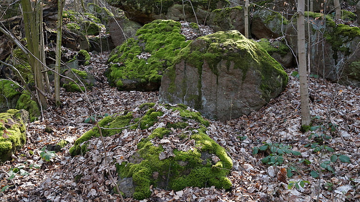 piedras, Moss, verde, naturaleza, bosque