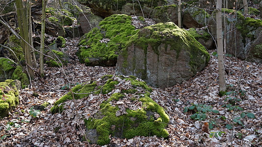 stones, moss, green, nature, forest