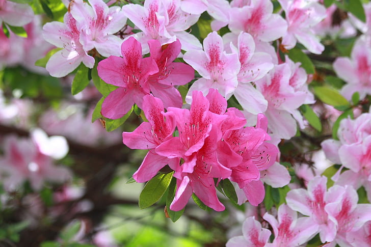 Azalea, Rododendro, fiore, Bloom, Blossom, rosa, bianco