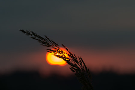 ранок, літо, Природа, трава, докладно, Схід сонця, помаранчевий