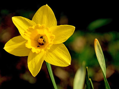Narciso, Narciso, flor, flor, floración, amarillo, planta