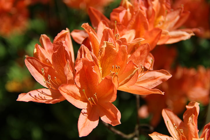 Rhododendron, bloem, lente