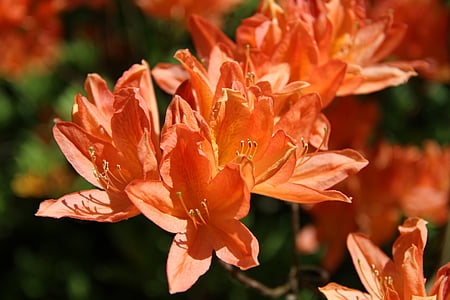 Rhododendron, blomma, våren