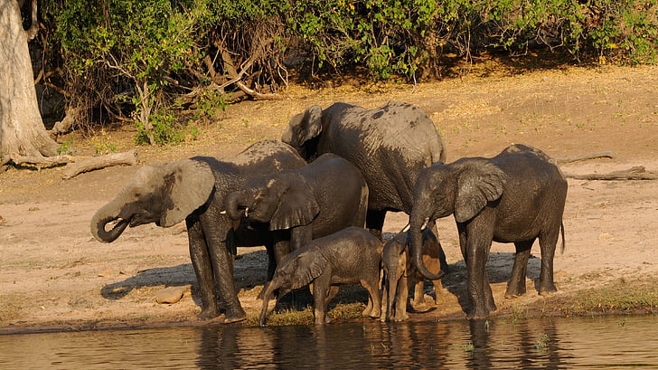 Chobe, famille d’éléphant, l’Afrique, Botswana, trou d’eau, animaux à l’état sauvage, faune animale