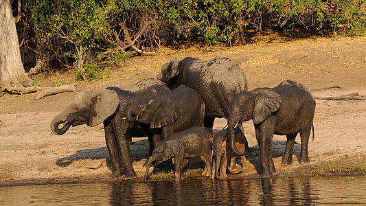 Makgadikgadi mocsár, elefánt család, Afrika, Botswana, öntözés lyuk, a vadon élő állatok, állati wildlife