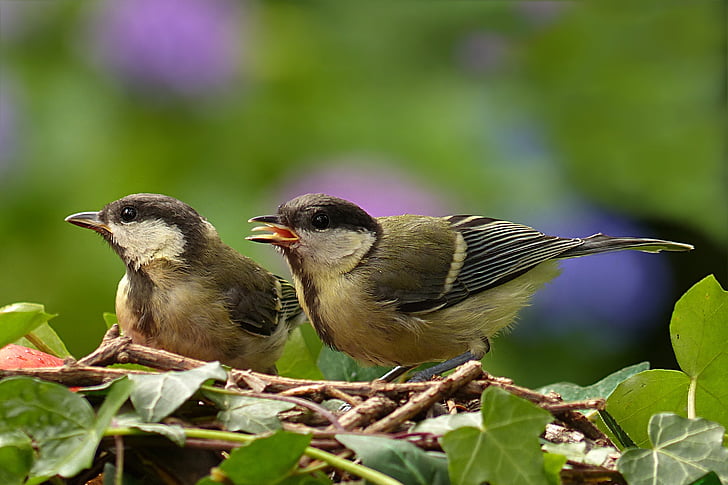 pták, tit, (Parus major), mladý, hlad, zahrada, Příroda