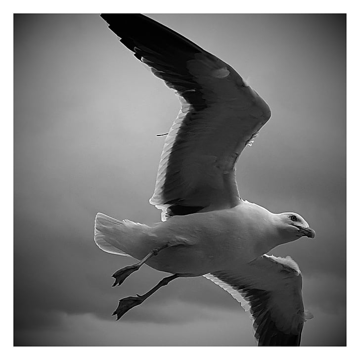 seagull, fly