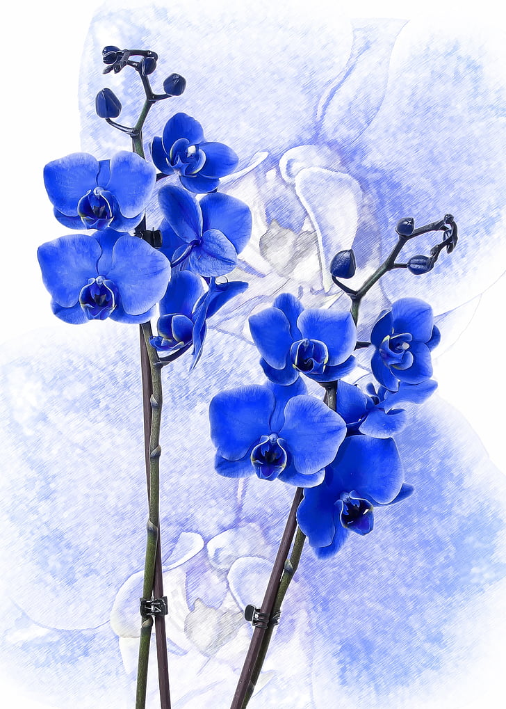 phalaenopsis, Anggrek, berwarna biru, phalaenopsis anggrek, bunga, tropis, orchid kupu-kupu