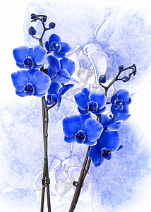 Phalaenopsis, orchidea, kék, Phalaenopsis orchidea, virág, trópusi, lepke orchidea
