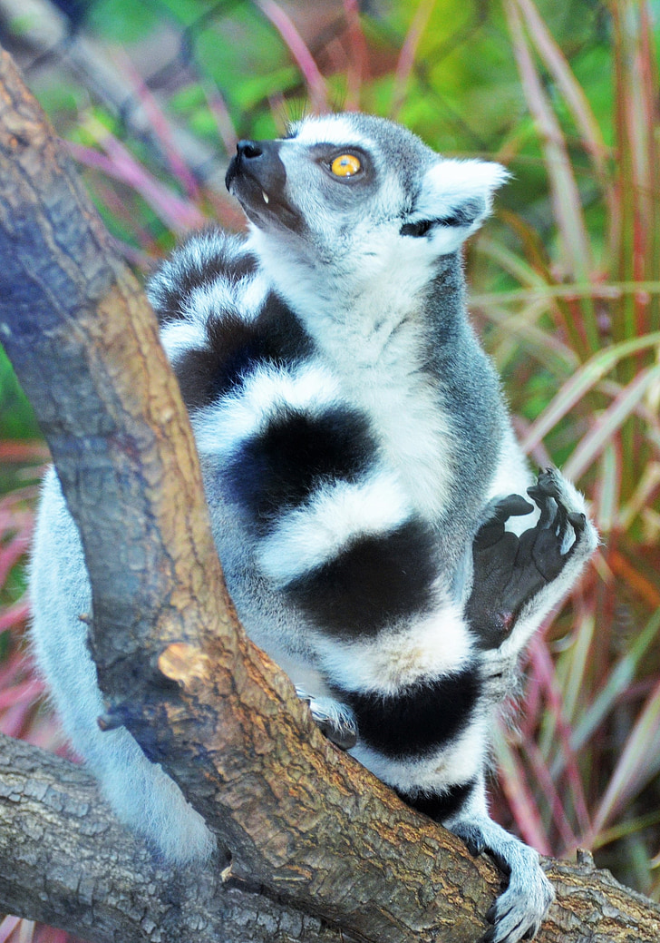 Free photo: lemur, maki, wild, maki catta, madagascar, animals, monkey maki  | Hippopx