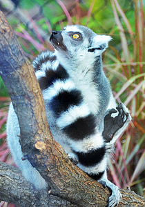 Lemur, Maki, salvaje, Maki catta, Madagascar, animales, maki mono