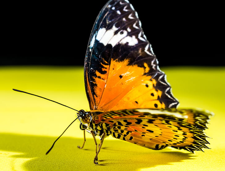 sommerfugl, insekt, Butterfly - insekt, natur, dyr, dyr vinge, makro