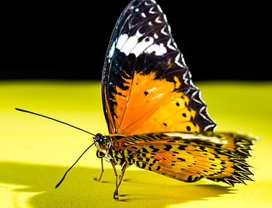 papillon, insecte, papillon - insecte, nature, animal, animaux à voilure, macro