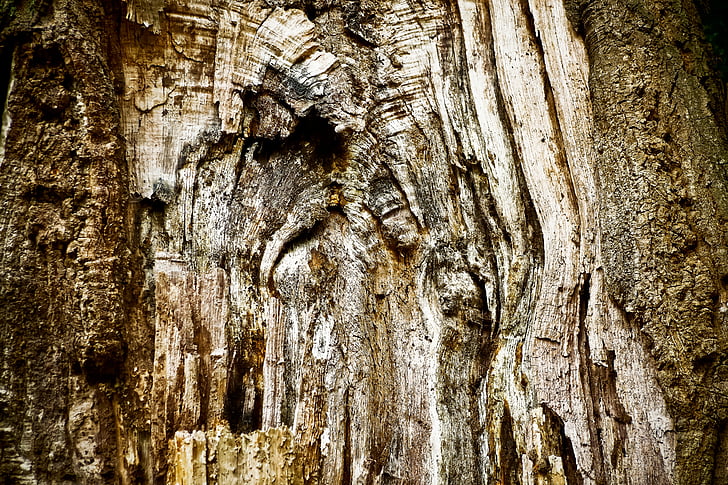 árbol, corteza de árbol, registro, naturaleza, tribu, madera, corteza