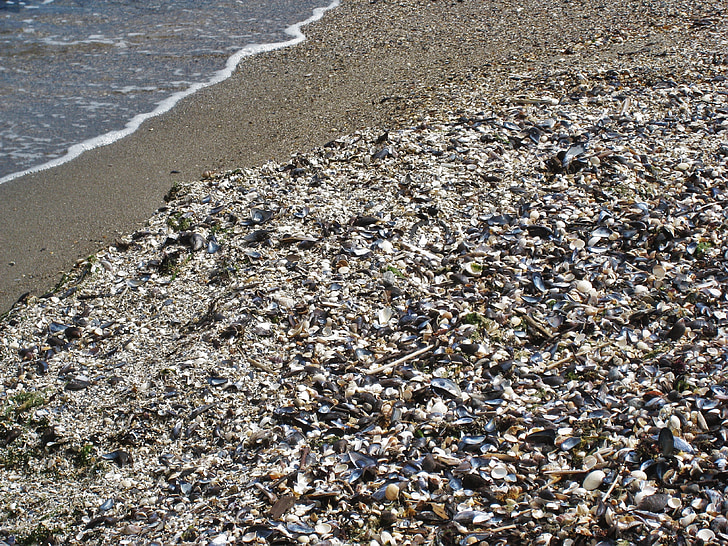 shell beach, mussels, baltic sea, baltic clams, shellfish mussels, mussel shells, denmark