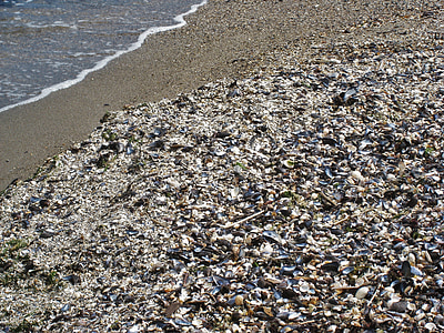 Shell beach, musslor, Östersjön, baltiska musslor, skaldjur musslor, musselskal, Danmark