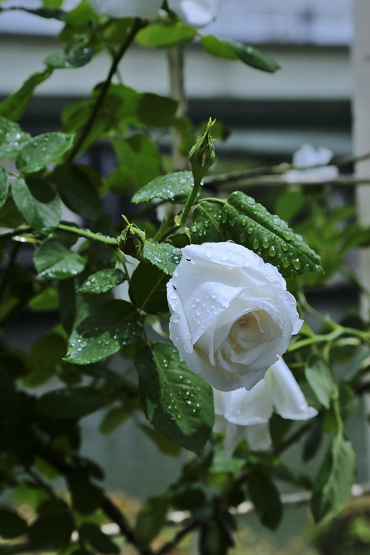 квіти, Японія, Троянда, дощ, білий, Природні, Природа