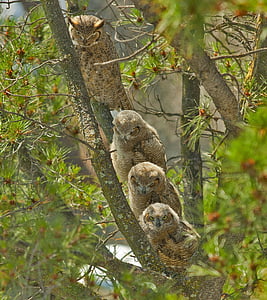 大角猫头鹰, 母亲, owlets, 婴儿, 鸟类, 野生动物, 自然