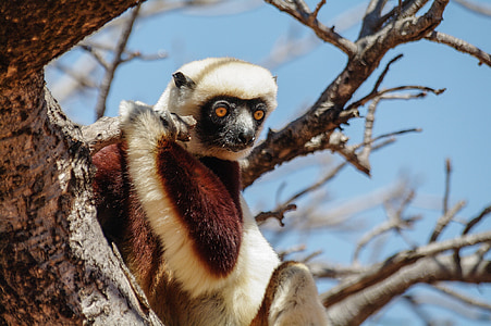 Lemur, opice, zvíře, volně žijící zvířata, Wild, zoologie, savec