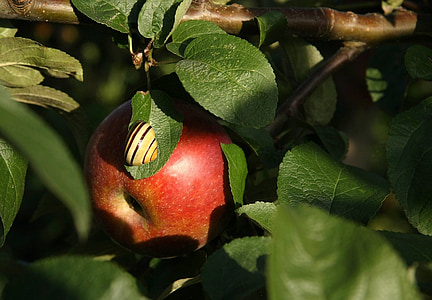 jabuka, voće, hrana, jesti, puž, ljuska, grana