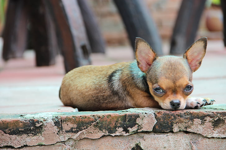 Chihuahua, hond, huisdier, RAS, puppy, dier, schattig
