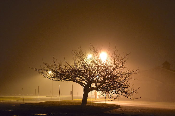 мъгла, нощ, дърво, светлина, сянка, силует, тъмно