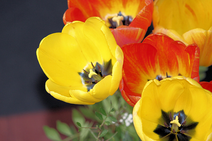 tulipani, buket, proljeće, buket tulipana, šarene