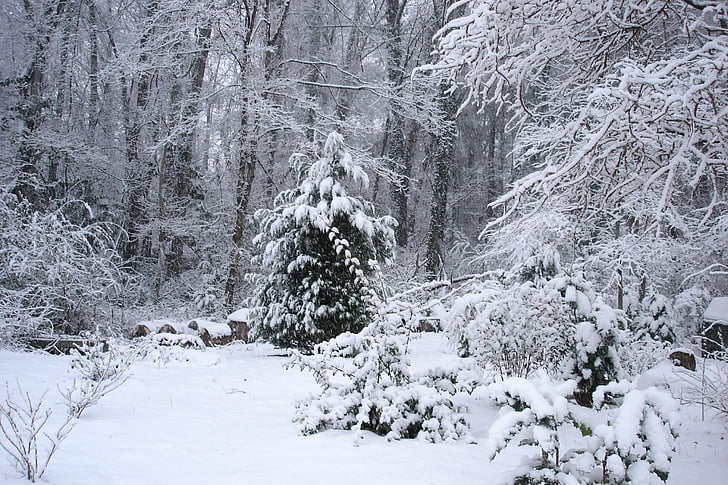 neu, arbres, l'hivern, fred, natura, gel, Xiprer