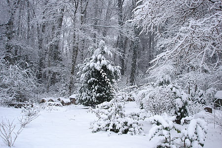 snijeg, stabla, Zima, hladno, priroda, LED, Čempres