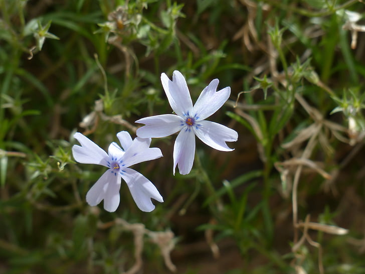 Flox de coxim, flor, flor, planta, azul claro, Phlox subulata, tapete Flox