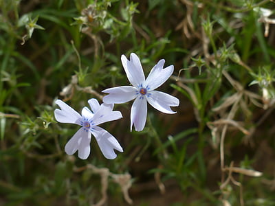 phlox bantal, Blossom, mekar, tanaman, biru muda, besar subulata Phlox, karpet phlox