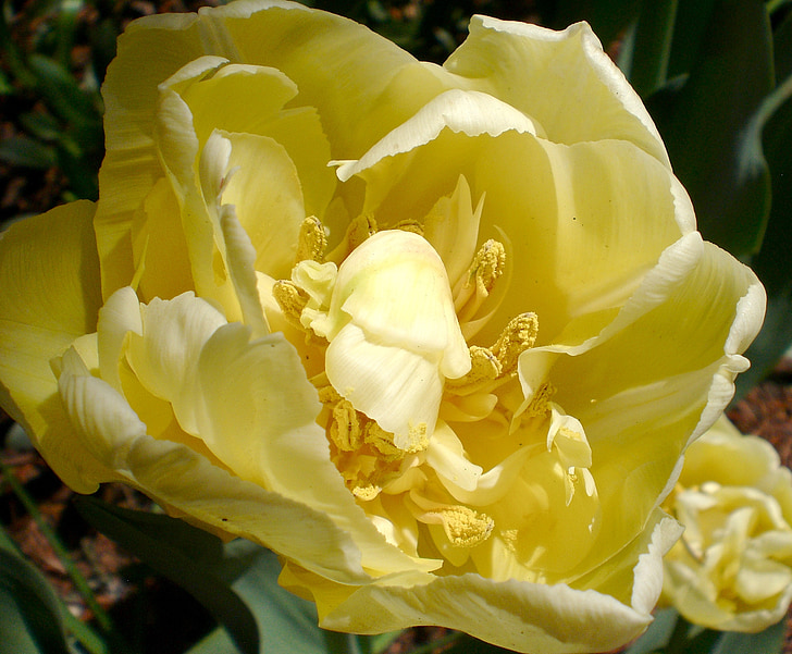 Tulip, flor, floración, flor, primavera, amarillo, cerrar