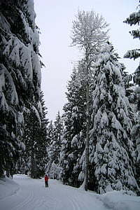 invierno, nieve, esquiador, frío, esquí de fondo, activo, al aire libre