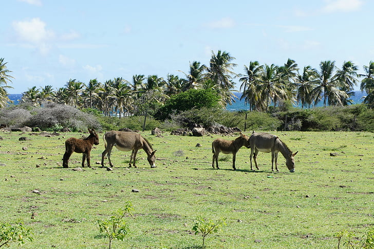 Nevis, St kitts, karibisk ö, ön, Karibien, Wild ass, palmer