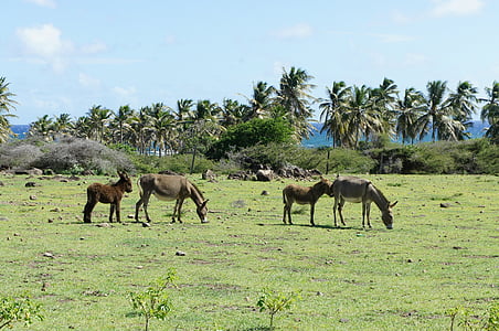 Nevis, St. kitts, Isola dei Caraibi, Isola, Caraibi, asino selvatico, palme