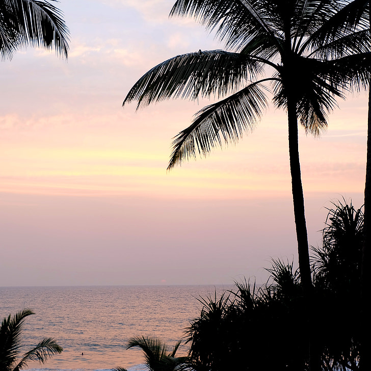 Palma, palmeiras, Verão, céu, mar, praia, água