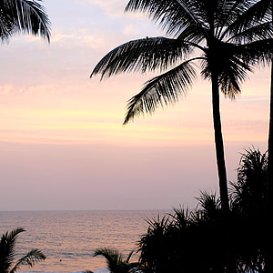 Palma, palmy, letné, Sky, more, Beach, vody