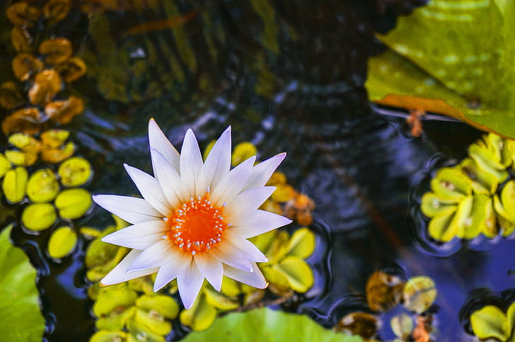 Lotus, Lotus sur étang, lis d’eau, étang, eau, plante, nature