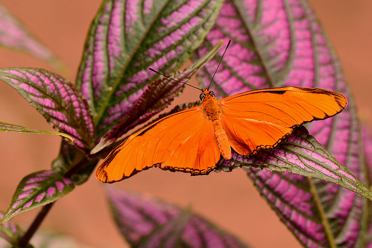 Orange julia, motýľ, krídla, Rozpätie krídel, oranžový motýľ, Julia, Orange