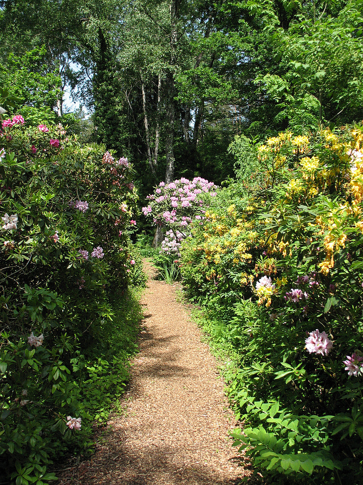 walk, forest, green, plant, rhododendron