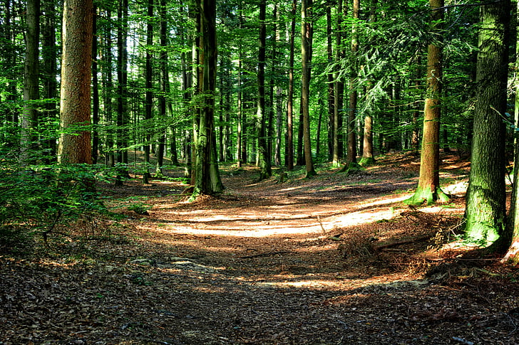 Wald, Mischwald, Herbst, Rest, Stille, Natur, Forstwirtschaft