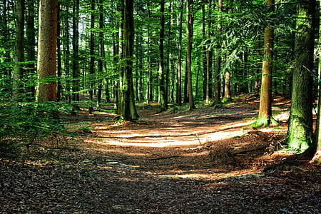 bosc, bosc mixt, tardor, resta, silenciós, natura, forestal