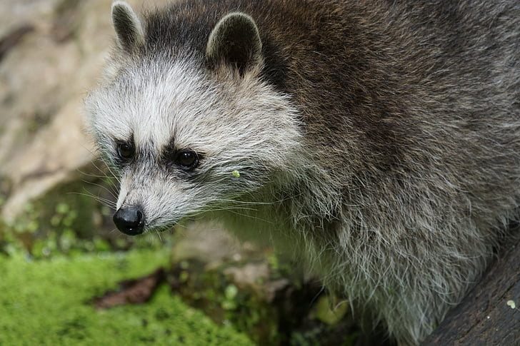 raccoon, foraging, zoo