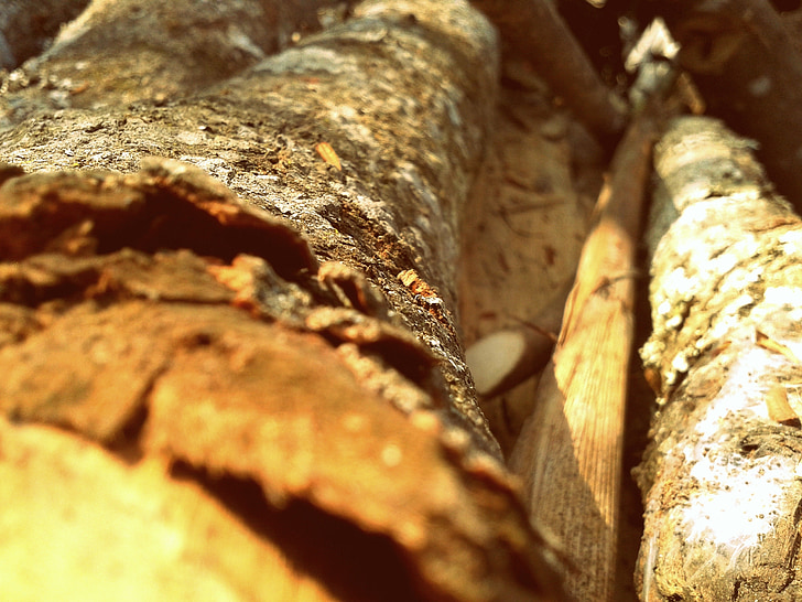 gỗ, khô, gỗ, gỗ xẻ, vỏ cây