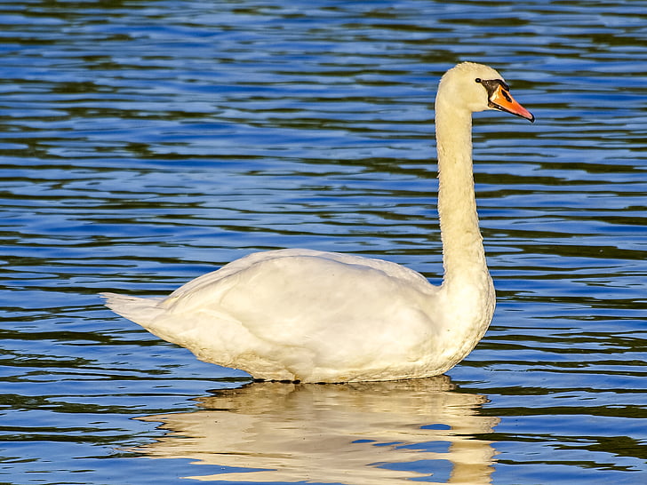 swan, mute swan, bird, water bird, nature, animal