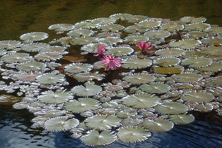 näckros rosa, blomma, vattenlevande växter, dammen, liljor