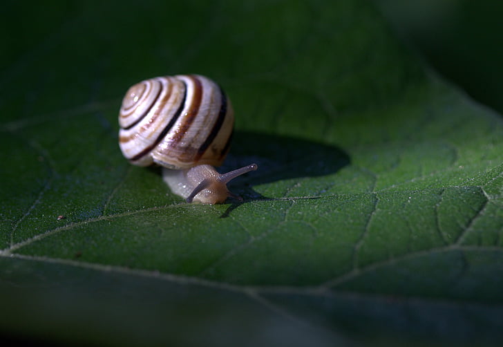 snail, leaf, wet, shell, light, nature, garden
