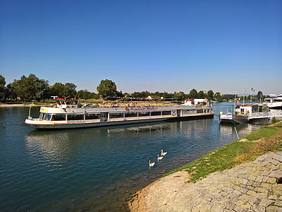 Rhein, Breisach, Schiff, Wasser, Schwimmen, Fluss, Schwäne