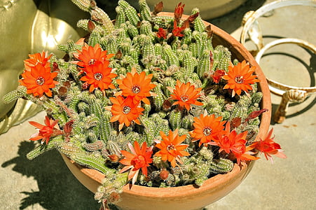cactus, Color, naturaleza, planta